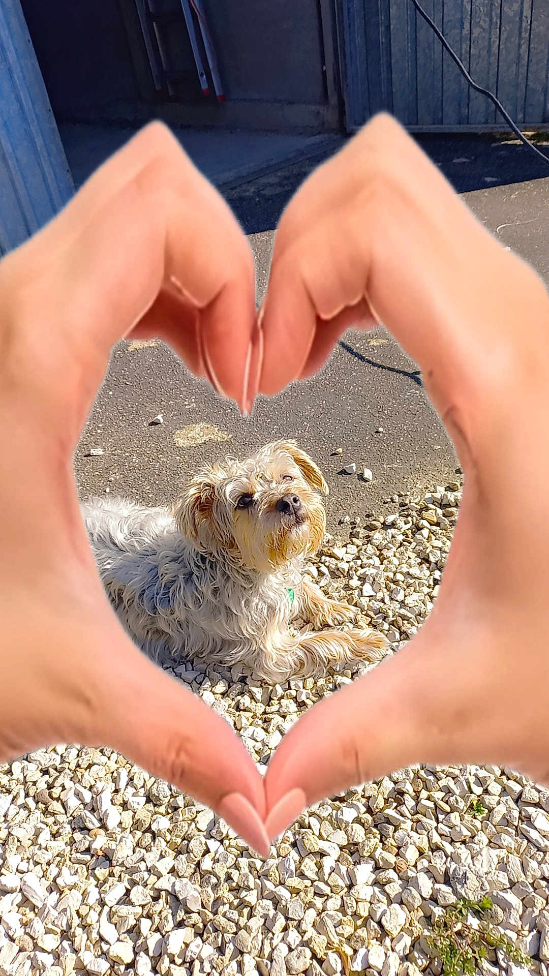Tallia a rejoint le concours — aidez-le/la à gagner de superbes lots ! dog, hands, heart_shape, pebbles, outdoor, sunlight, furry, pet, relaxing, closeup, pavement, nails, skin, love, cute, animal, daylight, texture, nature, resting