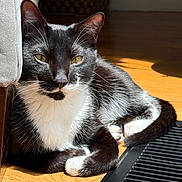 Bruce joined the competition — help win amazing prizes! cat, black_and_white, indoor, sunlight, wooden_floor, vent, relaxed, pet, animal, feline, whiskers, ears, paws, resting, closeup, domestic_cat, fur, shadow, comfort, household