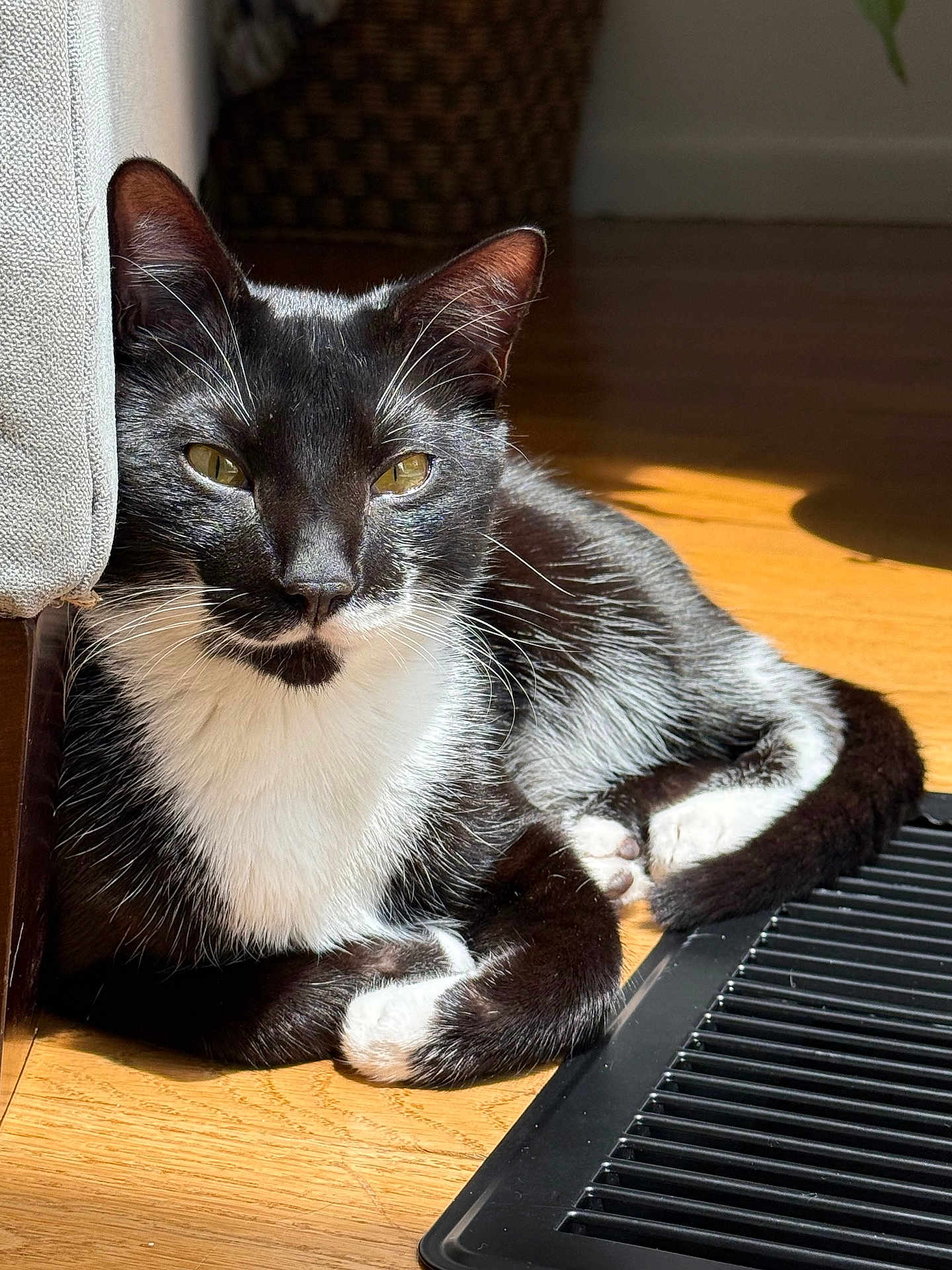 Bruce joined the competition — help win amazing prizes! cat, black_and_white, indoor, sunlight, wooden_floor, vent, relaxed, pet, animal, feline, whiskers, ears, paws, resting, closeup, domestic_cat, fur, shadow, comfort, household