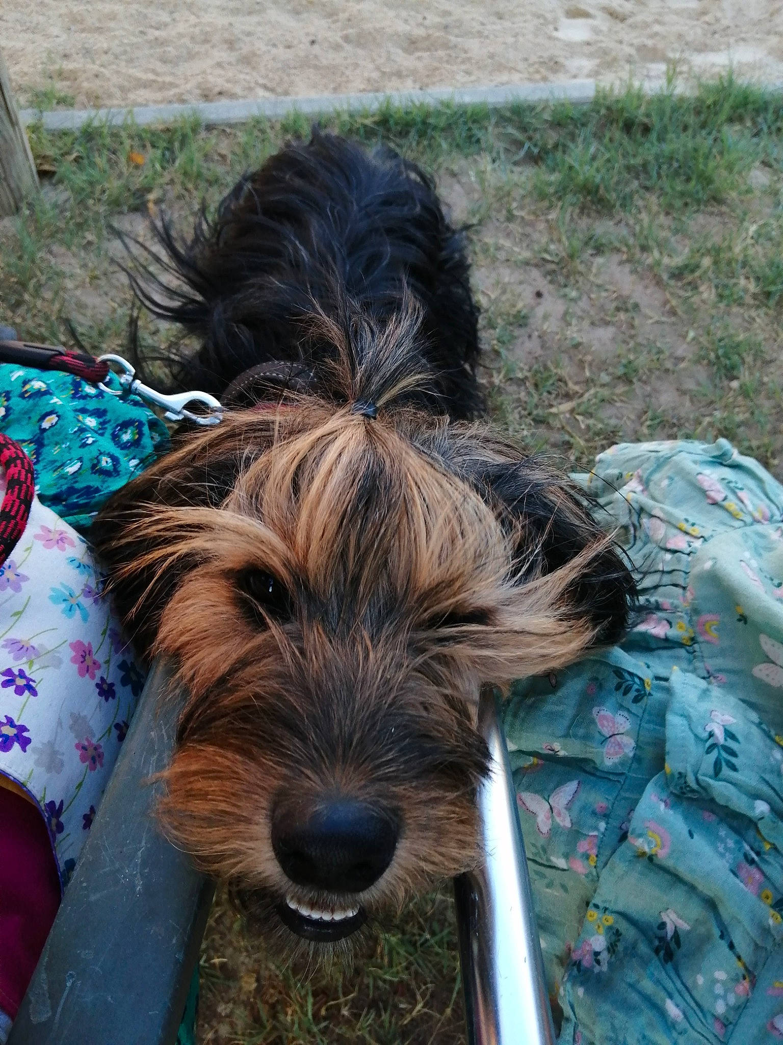 Tartine participe au concours pour gagner de l'argent avec cette photo : biewer_terrier, canidae, carnivore, collar, companion_dog, dog, dog_breed, dog_collar, dog_supply, grass, liver, pet_supply, small_terrier, snout, sporting_group, terrier, toy_dog, water_dog, working_animal, working_terrier