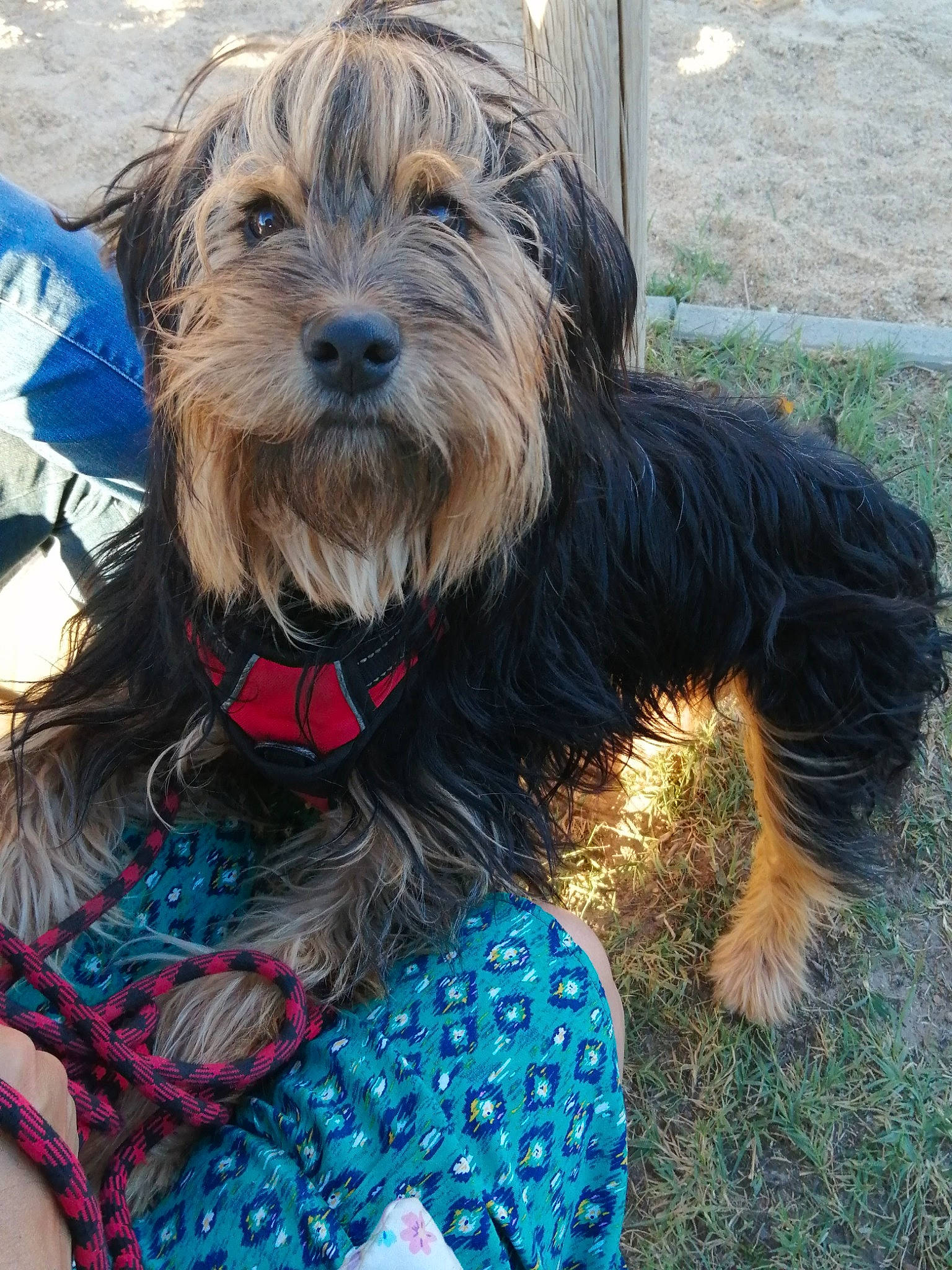 Tartine participe au concours pour gagner de l'argent avec cette photo : biewer_terrier, canidae, carnivore, catalan_sheepdog, collar, companion_dog, dog, dog_breed, dog_collar, dog_supply, fur, leash, liver, small_terrier, sporting_group, terrier, toy_dog, water_dog, working_animal, working_dog