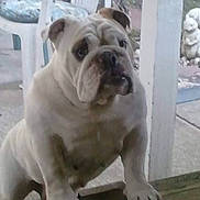 Valerie is registered to the contest to win money with this photo: animal, background, bulldog, canine, closeup, companion, curious, dog, domestic_animal, furniture, garden, outdoor, pet, plastic_chair, portrait, standing, statue, white, wooden_surface, wrinkled_face