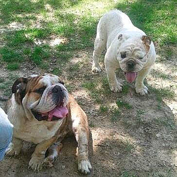 Valerie joined the competition — help win amazing prizes! ancient_dog_breeds, bulldog, canidae, carnivore, companion_dog, dog, dog_breed, fawn, grass, non_sporting_group, snout, sporting_group, terrestrial_animal, white_english_bulldog, working_animal, working_dog, wrinkle