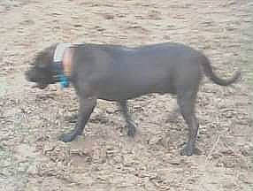 Tuffy is registered to the contest to win money with this photo: carnivore, dog, dog_breed, hunting_dog, landscape, liver, non_sporting_group, snout, soil, sporting_group, tail, terrestrial_animal, working_animal, working_dog