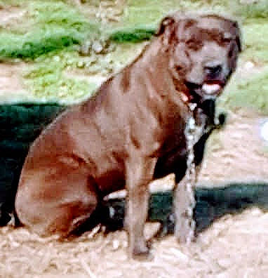 Tuffy joined the competition — help win amazing prizes! ancient_dog_breeds, canidae, carnivore, companion_dog, dog, dog_breed, dog_collar, fawn, grass, liver, non_sporting_group, plant, snout, sporting_group, street_dog, tail, terrestrial_animal, wildlife, working_animal, working_dog