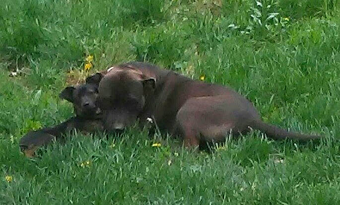 Tuffy joined the competition — help win amazing prizes! borador, canidae, carnivore, companion_dog, dog, dog_breed, fawn, grass, grassland, groundcover, gun_dog, hierochloe, liver, pasture, plant, snout, sporting_group, tail, terrestrial_animal, working_animal