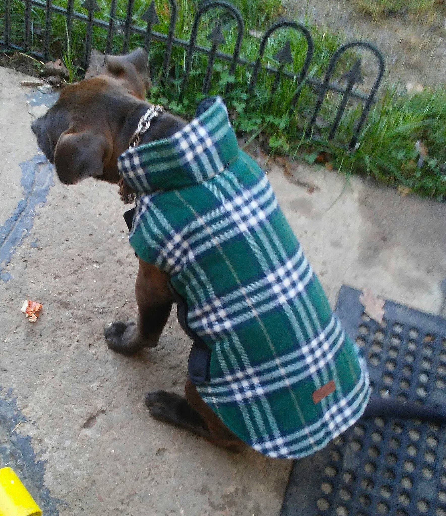 Tuffy joined the competition — help win amazing prizes! asphalt, companion_dog, dog_supply, fashion_accessory, fawn, fence, fur, grass, leash, pattern, pet_supply, plaid, plant, recreation, road_surface, sidewalk, snout, tartan, terrestrial_animal, working_animal