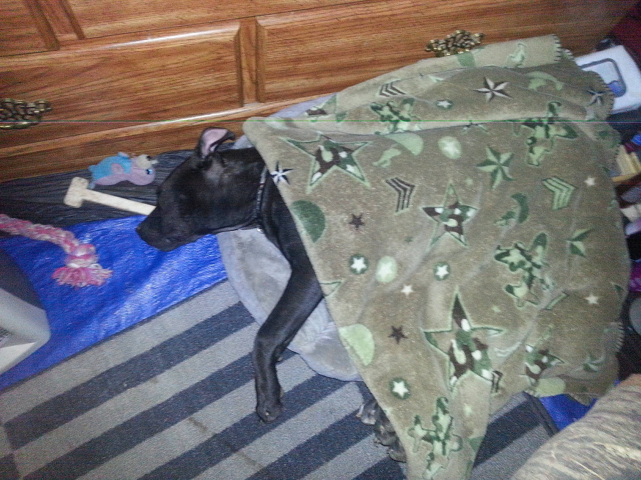 Shuggie is registered to the contest to win money with this photo: baby_toddler_clothing, bed_sheet, bedding, bedroom, camouflage, couch, dog, flooring, grey, hardwood, linens, mammal, military_camouflage, pattern, room, sleeve, t_shirt, tail, textile, wood