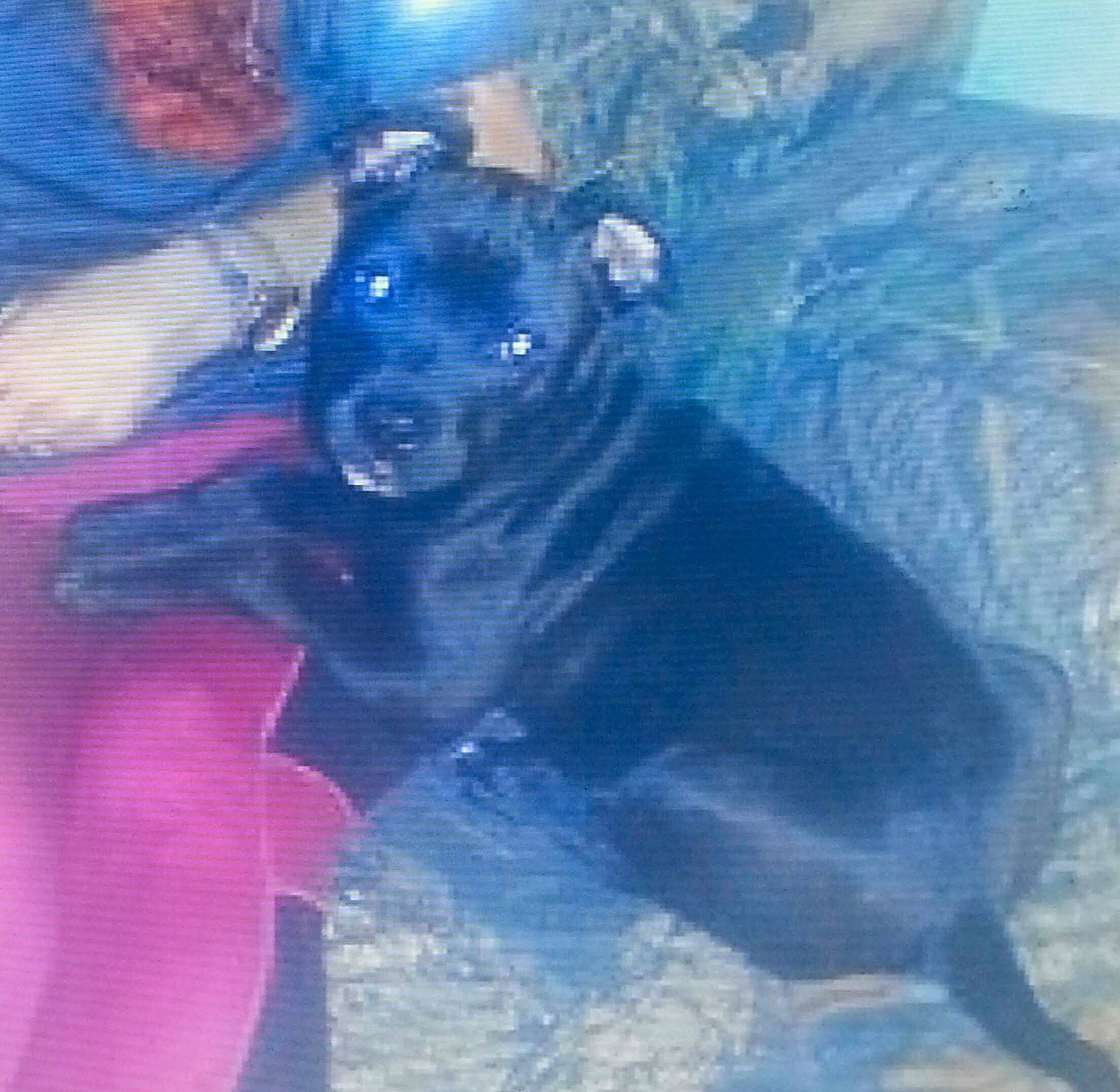 Shuggie joined the competition — help win amazing prizes! art, borador, canidae, carnivore, companion_dog, dog, dog_breed, electric_blue, fawn, fur, guard_dog, magenta, non_sporting_group, paint, painting, snout, sporting_group, visual_arts, working_animal, working_dog