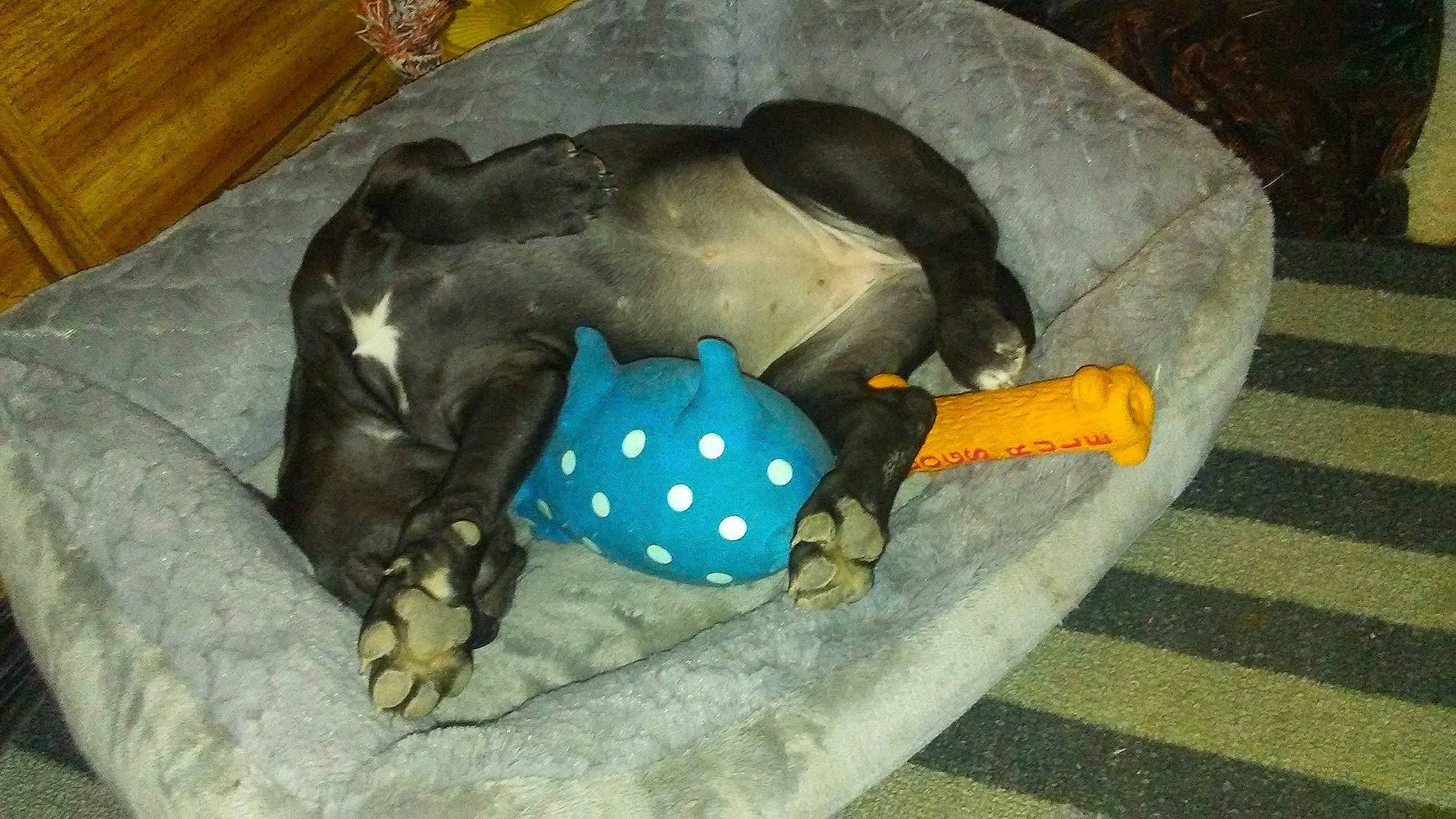 Shuggie is registered to the contest to win money with this photo: bag, carnivore, comfort, companion_dog, dog, dog_bed, dog_breed, dog_supply, fashion_accessory, fawn, handbag, linens, luggage_and_bags, personal_protective_equipment, pet_supply, sporting_group, stuffed_toy, tail, terrestrial_animal, working_animal