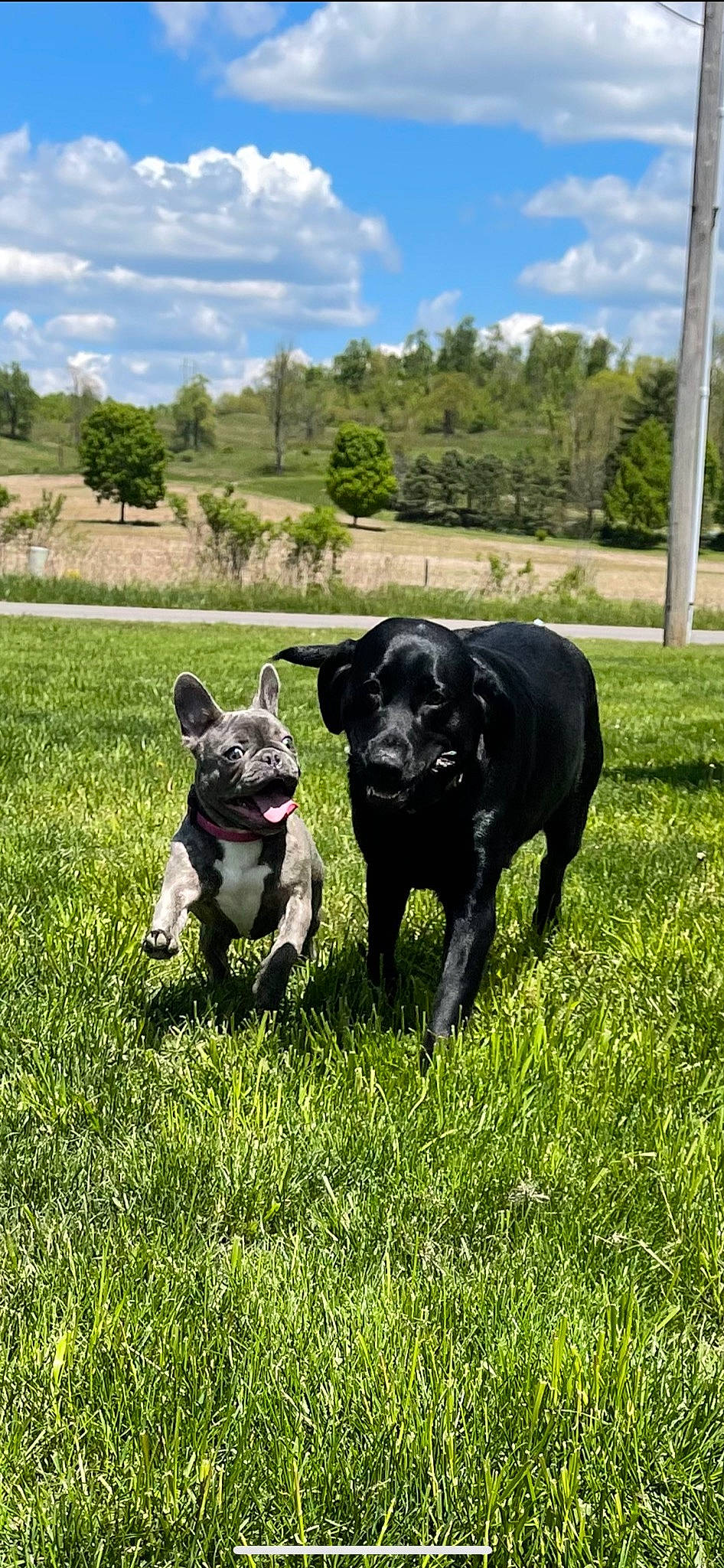 Gia joined the competition — help win amazing prizes! canidae, carnivore, cloud, companion_dog, dog, dog_breed, grass, grassland, gun_dog, landscape, mammal, pasture, plant, sky, snout, sporting_group, tail, tree, vertebrate, working_animal