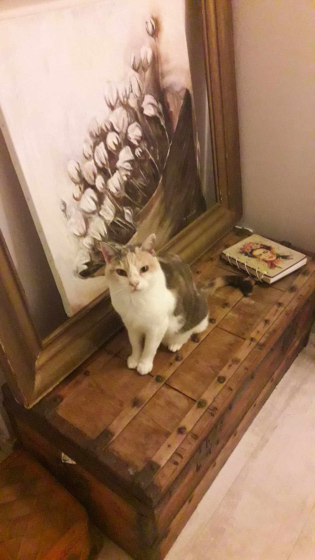 Matsa participe au concours pour gagner de l'argent avec cette photo : cat, wooden_chest, painting, notebook, indoor, floor, furniture, curious, animal, pet, cozy, decor, artwork, brown, white, calico, resting, home, tabletop, still_life