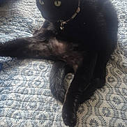 Gracie is registered to the contest to win money with this photo: cat, black_cat, pet, animal, indoor, quilt, patterned_bedspread, sitting, relaxed, leg_stretched, collar, domestic_cat, feline, bed, blue_bag, cardboard_box, home, furniture, resting, cute