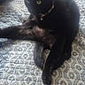 cat, black_cat, pet, animal, indoor, quilt, patterned_bedspread, sitting, relaxed, leg_stretched, collar, domestic_cat, feline, bed, blue_bag, cardboard_box, home, furniture, resting, cute