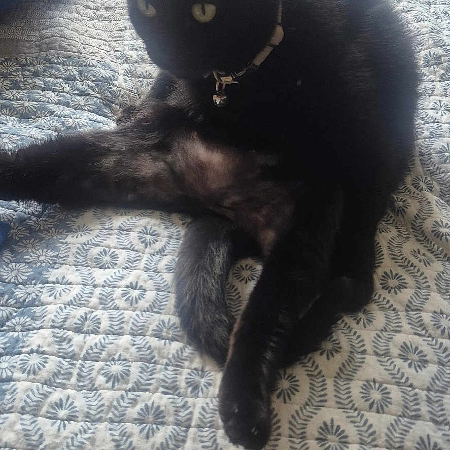 Gracie