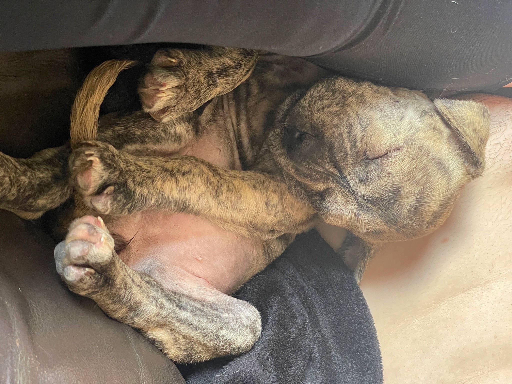 Faith joined the competition — help win amazing prizes! canidae, carnivore, comfort, dog, dog_breed, dress, fawn, foot, fur, gesture, gunny_sack, human_leg, nap, plant, sleep, snout, sporting_group, tail, tree, wrinkle