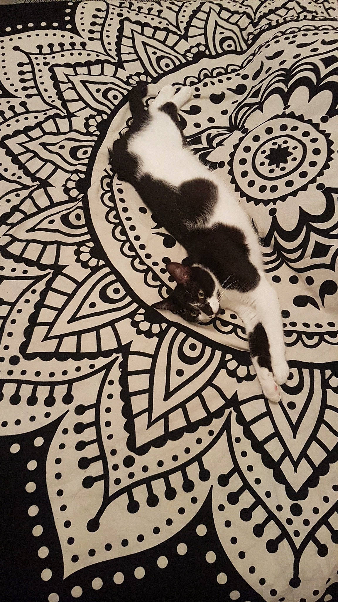 Pixel participe au concours pour gagner de l'argent avec cette photo : art, black_and_white, design, doodle, drawing, illustration, monochrome, motif, pattern, printmaking, style, textile, visual_arts