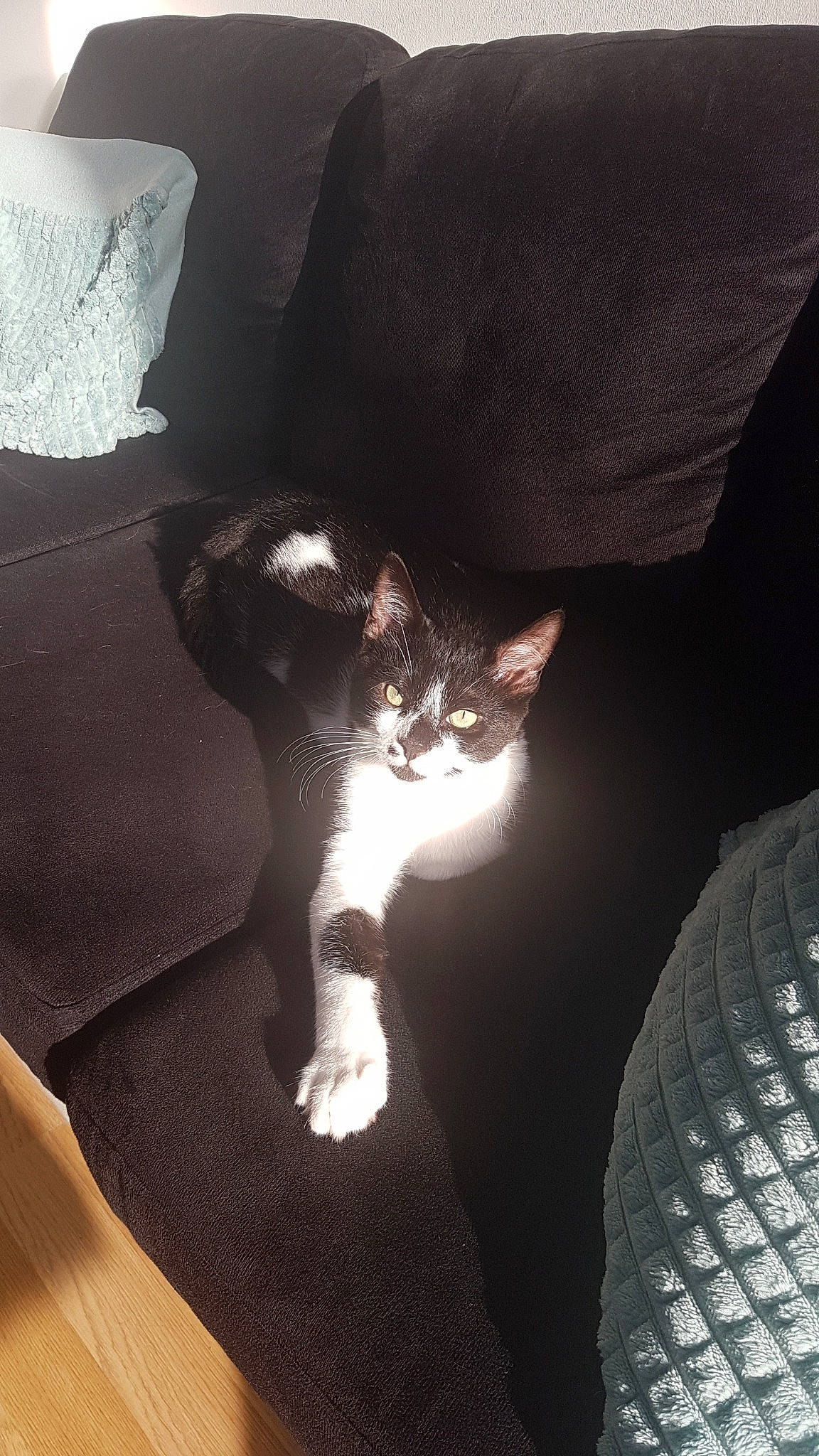 Pixel a rejoint le concours — aidez-le/la à gagner de superbes lots ! carnivore, cat, devon_rex, felidae, german_rex, small_to_medium_sized_cats, tail, whiskers