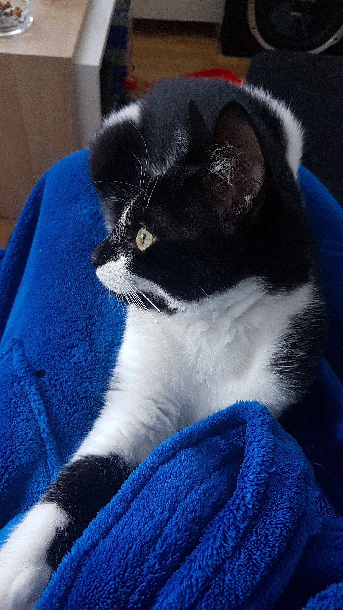 Pixel participe au concours pour gagner de l'argent avec cette photo : carnivore, cat, domestic_short_haired_cat, felidae, fur, kitten, mammal, polydactyl_cat, small_to_medium_sized_cats, snout, whiskers