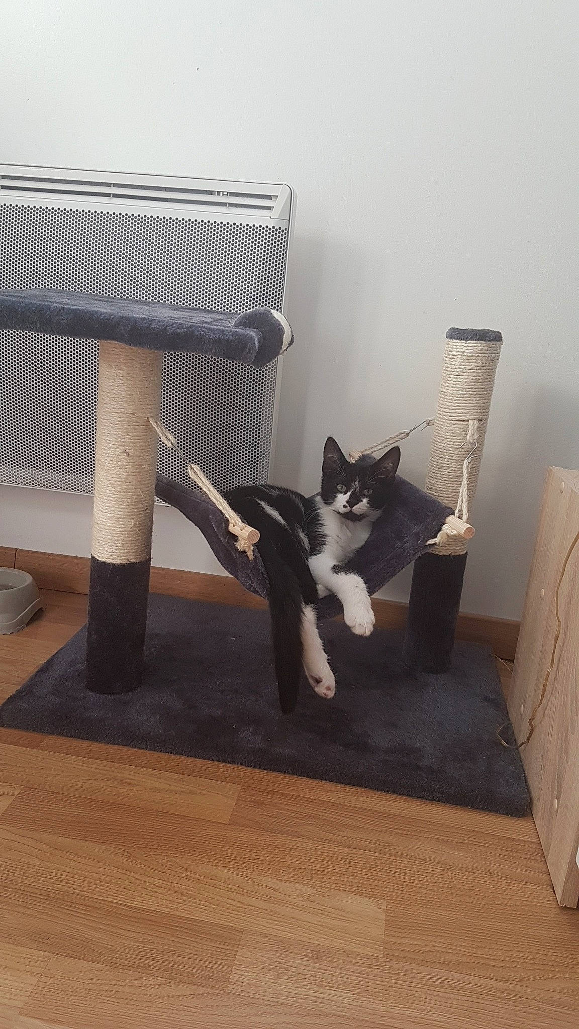 Pixel a rejoint le concours — aidez-le/la à gagner de superbes lots ! carnivore, cat, domestic_short_haired_cat, felidae, floor, kitten, leg, polydactyl_cat, room, small_to_medium_sized_cats, tail, whiskers