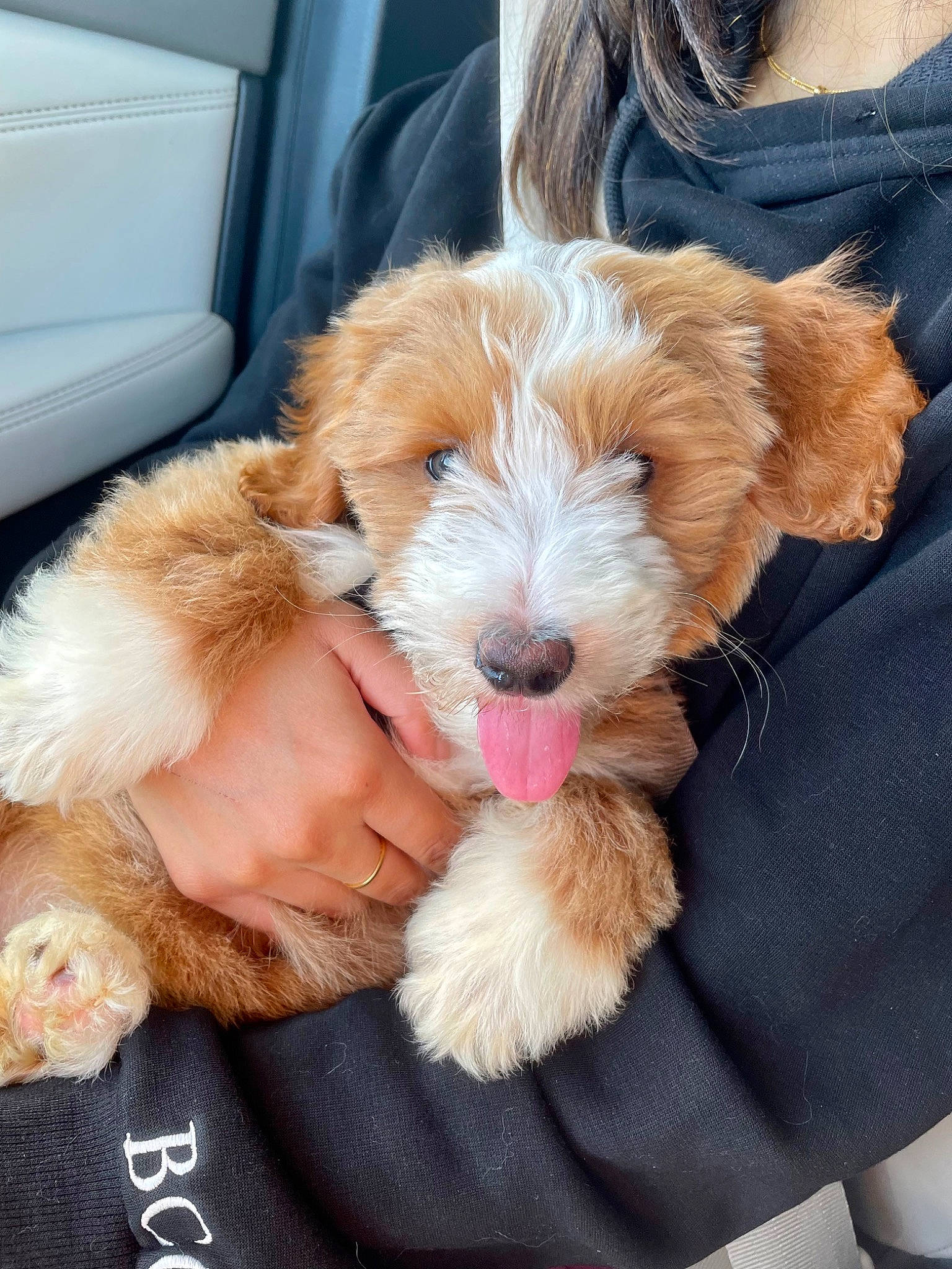 Cannoli is registered to the contest to win money with this photo: canidae, carnivore, comfort, companion_dog, dog, dog_breed, dog_collar, dog_supply, fawn, fur, glasses, liver, paw, snout, spaniel, sporting_group, terrier, toy_dog, whiskers, working_animal