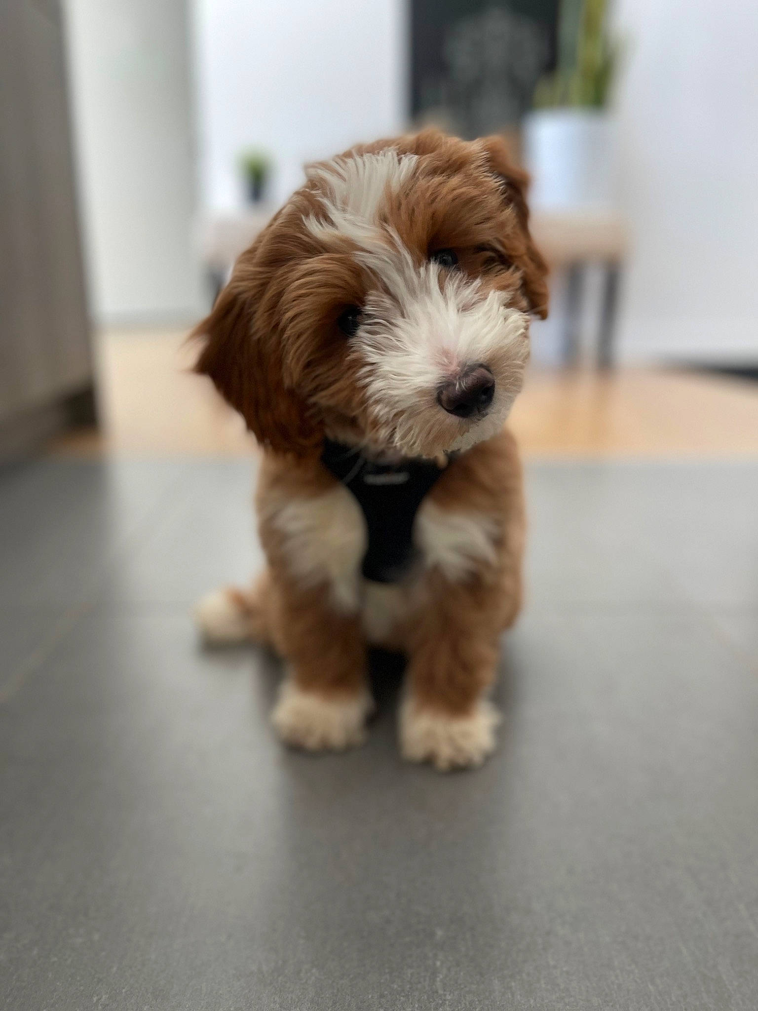 Cannoli joined the competition — help win amazing prizes! canidae, carnivore, companion_dog, dog, dog_breed, flooring, fur, hardwood, liver, maltepoo, poodle_crossbreed, recipe, small_terrier, snout, sporting_group, terrestrial_animal, terrier, toy_dog, wood, working_animal