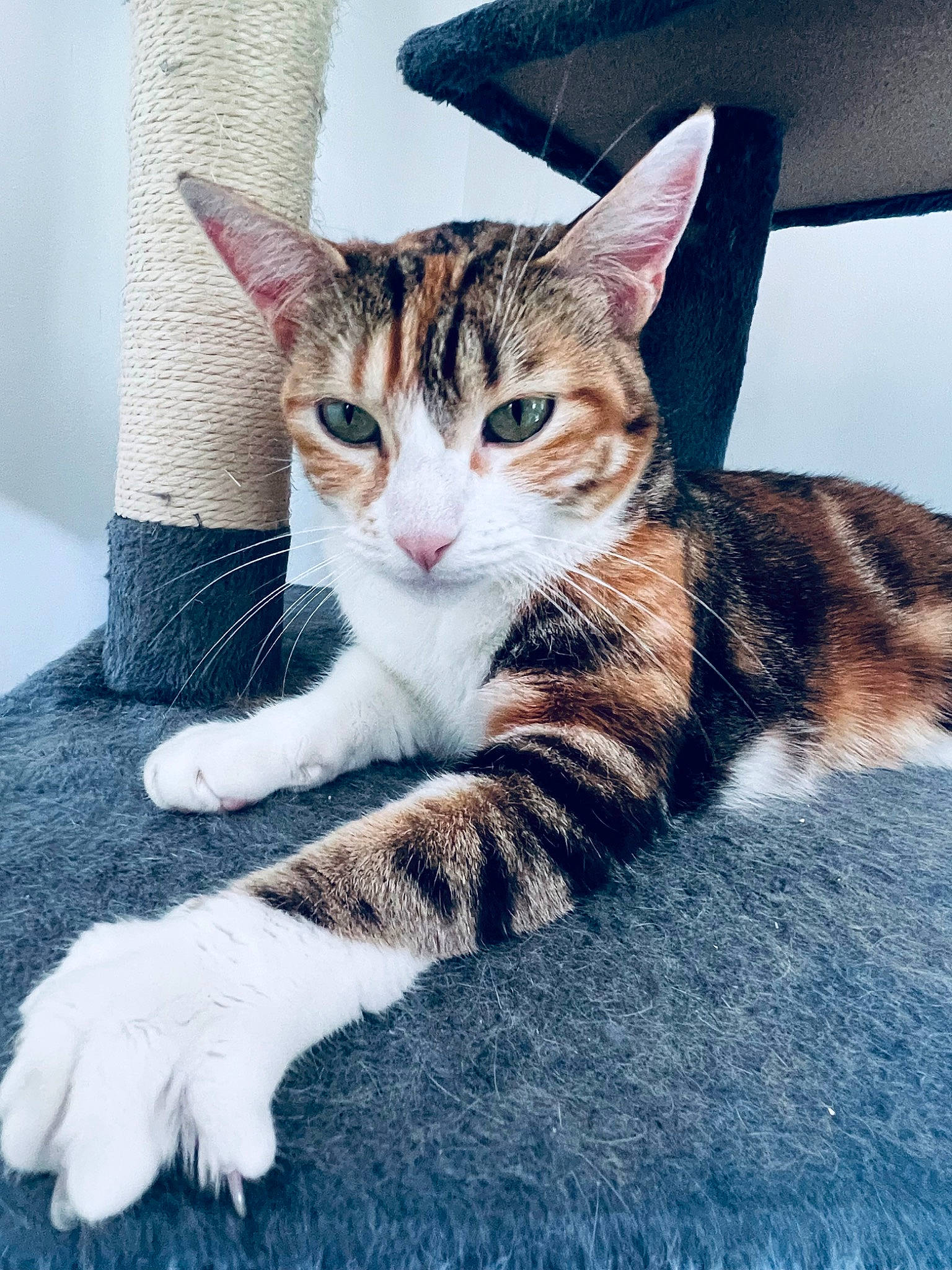 Pookie a rejoint le concours — aidez-le/la à gagner de superbes lots ! carnivore, cat, claw, comfort, domestic_short_haired_cat, felidae, foot, fur, human_leg, paw, sitting, sky, small_to_medium_sized_cats, snout, tail, whiskers, window