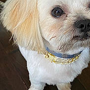 King is registered to the contest to win money with this photo: dog, pet, close_up, white_fur, tan_ears, collar, gold_chain, pearl, curious, indoor, wood_floor, small_dog, cute, fluffy, animal, mammal, domestic, companion, portrait, standing