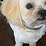 dog, pet, close_up, white_fur, tan_ears, collar, gold_chain, pearl, curious, indoor, wood_floor, small_dog, cute, fluffy, animal, mammal, domestic, companion, portrait, standing