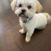 King is registered to the contest to win money with this photo: adorable, animal, canine, collar, companion, curious, cute, dog, domestic, fluffy, friendly, fur, house_pet, indoor, looking_up, pet, portrait, small_dog, white_fur, wooden_floor