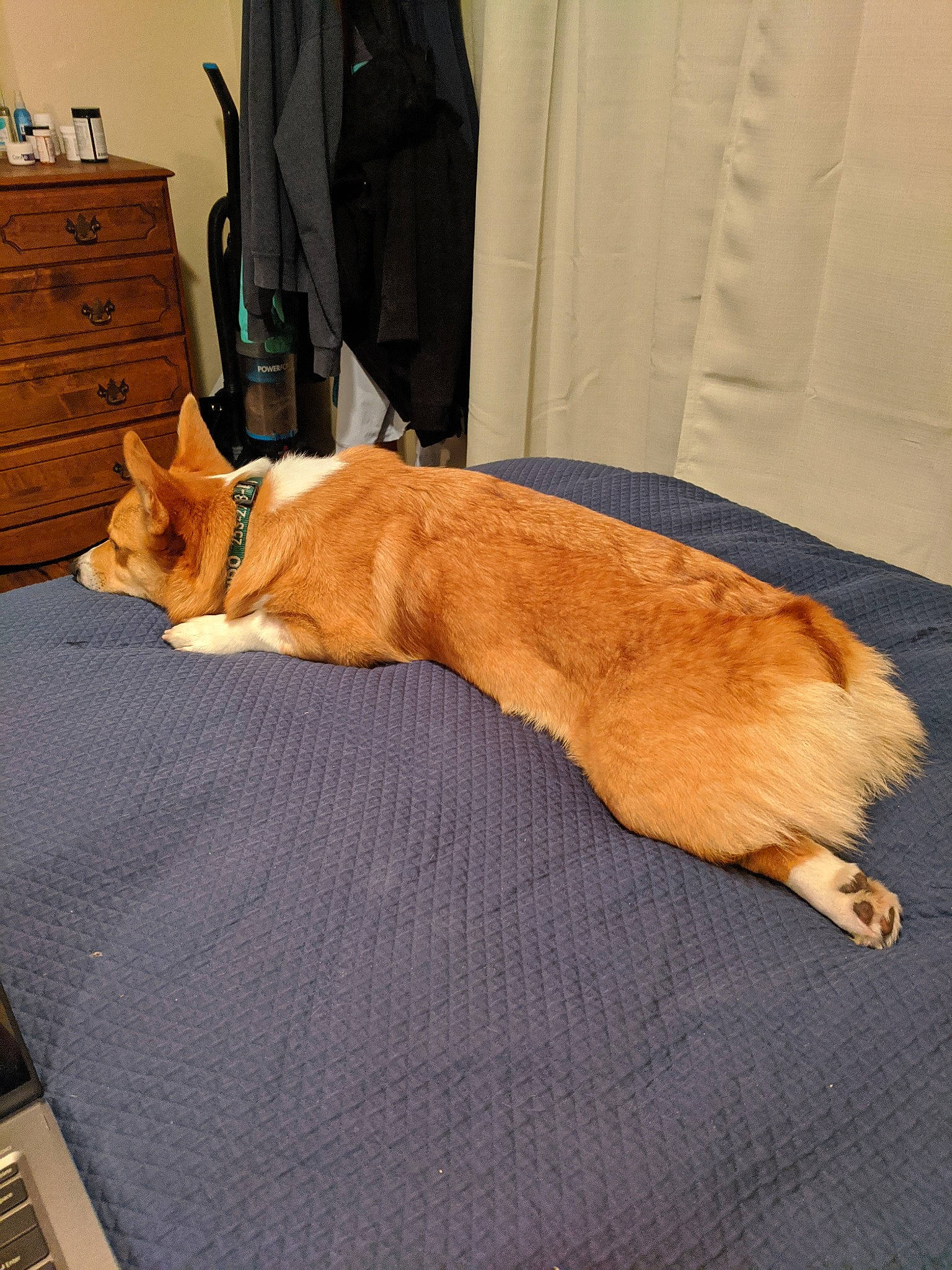 Tido is registered to the contest to win money with this photo: cabinetry, carnivore, chest_of_drawers, comfort, companion_dog, dog_breed, drawer, dresser, fawn, felidae, floor, flooring, furniture, hardwood, room, small_to_medium_sized_cats, tail, whiskers, window, wood