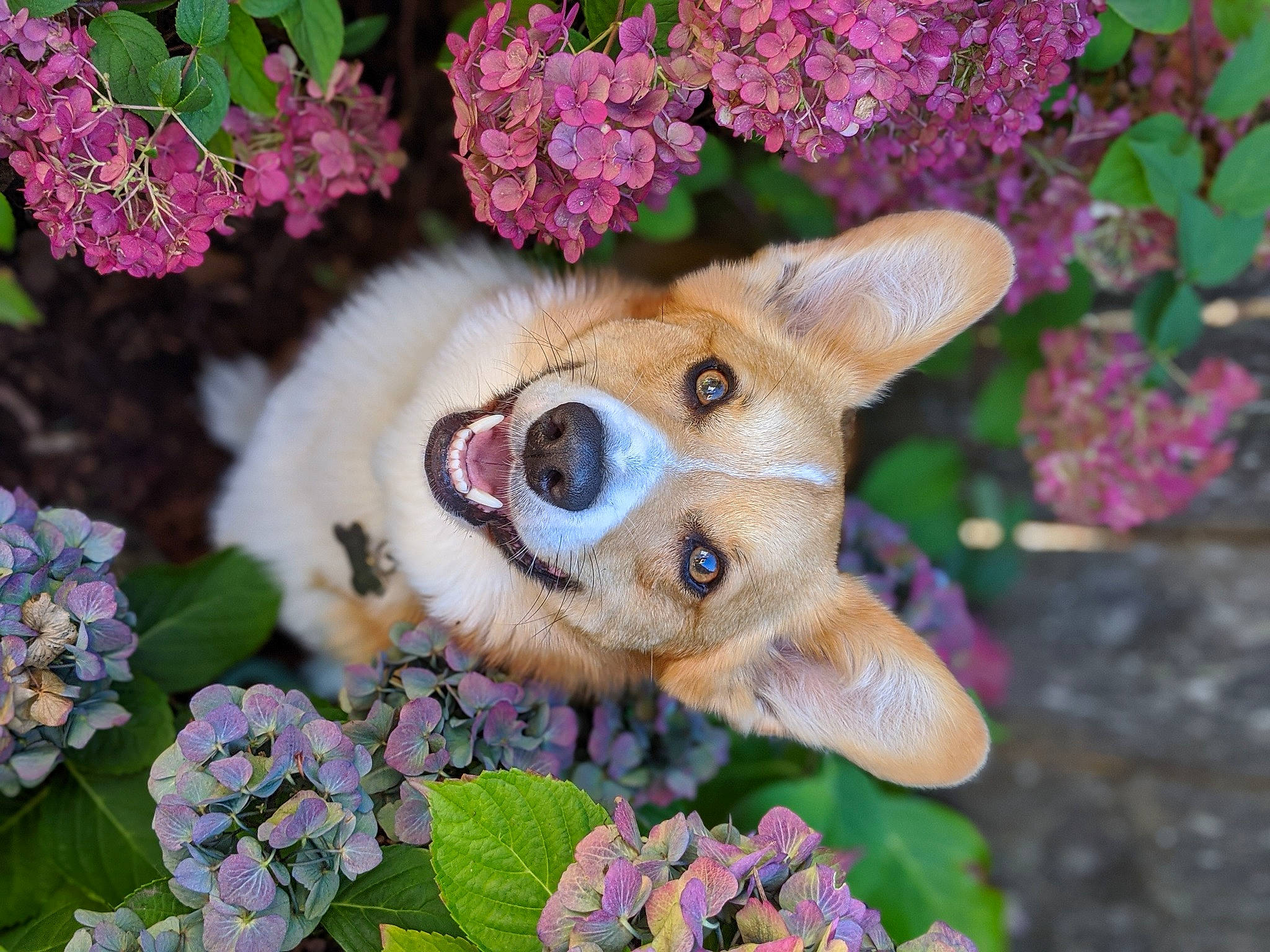 Tido is registered to the contest to win money with this photo: annual_plant, botany, carnivore, companion_dog, fawn, felidae, flower, flowering_plant, grass, groundcover, petal, pink, plant, plush, small_to_medium_sized_cats, snout, stuffed_toy, toy, twig, whiskers