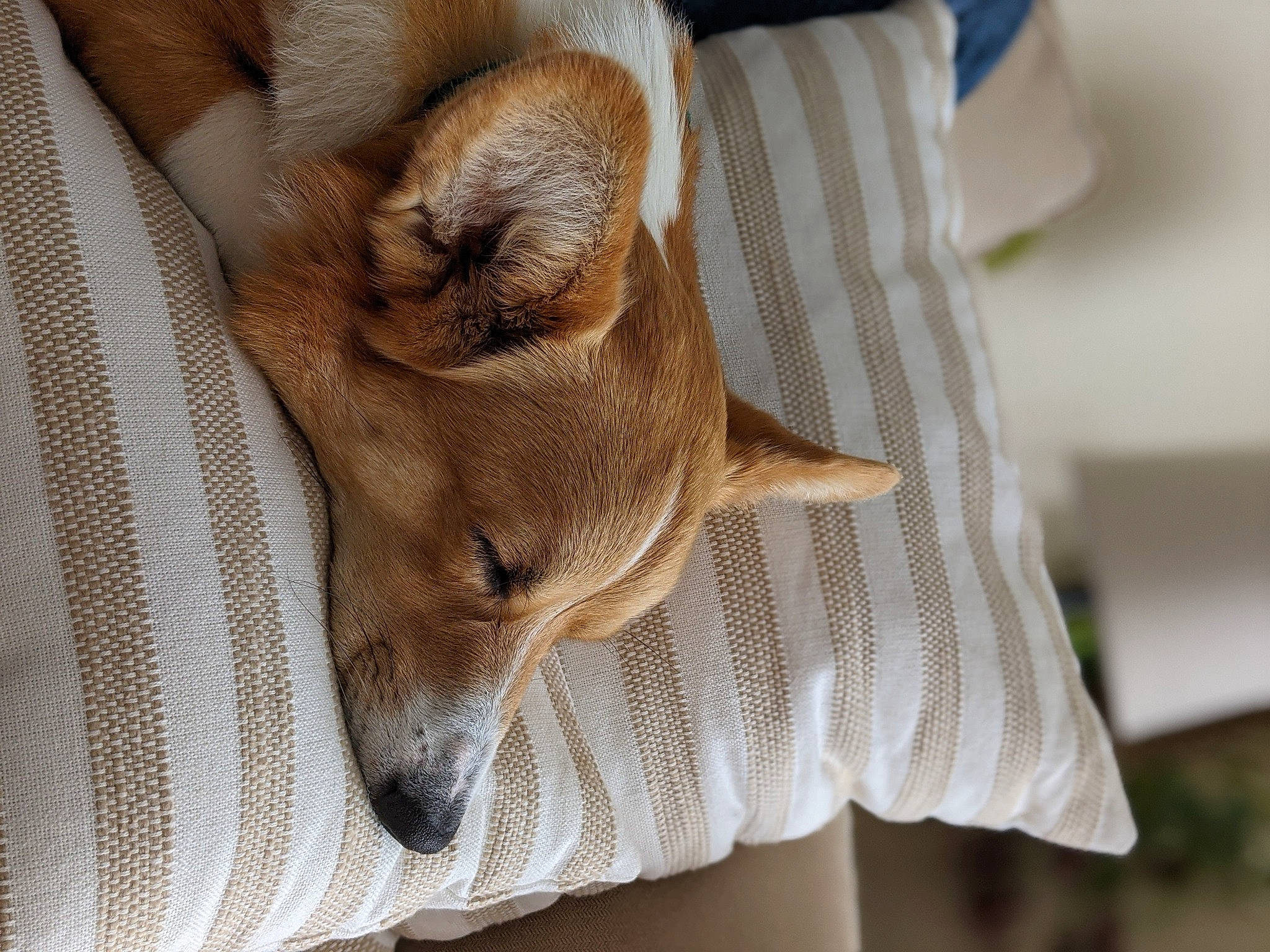 Tido joined the competition — help win amazing prizes! canidae, carnivore, comfort, companion_dog, dog, dog_breed, ear, fawn, fur, linens, mammal, nap, non_sporting_group, snout, sporting_group, terrestrial_animal, toy_dog, whiskers, wood, working_animal