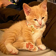 Bella is registered to the contest to win money with this photo: accessory, bed, blanket, cat, collar, cute, fur, ginger_cat, indoor, jewelry, kitten, orange_cat, paw, paw_pads, pearl, pet, portrait, sleepy, whiskers, white_fur