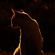 Noisettes a rejoint le concours — aidez-le/la à gagner de superbes lots ! cat, silhouette, backlit, animal, pet, outdoor, dark, glow, feline, mystery, quiet, nature, sunlight, shadow, wildlife, evening, profile, sitting, fur, halo