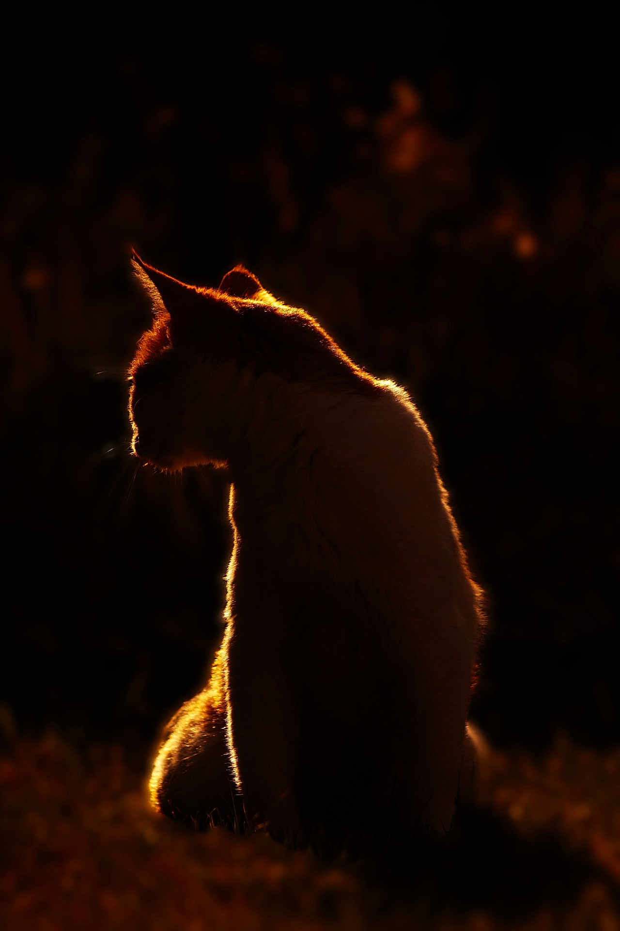 Noisettes a rejoint le concours — aidez-le/la à gagner de superbes lots ! cat, silhouette, backlit, animal, pet, outdoor, dark, glow, feline, mystery, quiet, nature, sunlight, shadow, wildlife, evening, profile, sitting, fur, halo