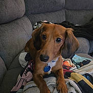 Chloe is registered to the contest to win money with this photo: dog, brown_dog, blanket, couch, indoor, pet, fur, animal, canine, collar, tag, paw, ears, comfort, relaxed, looking_at_camera, cozy, home, living_room, soft_lighting