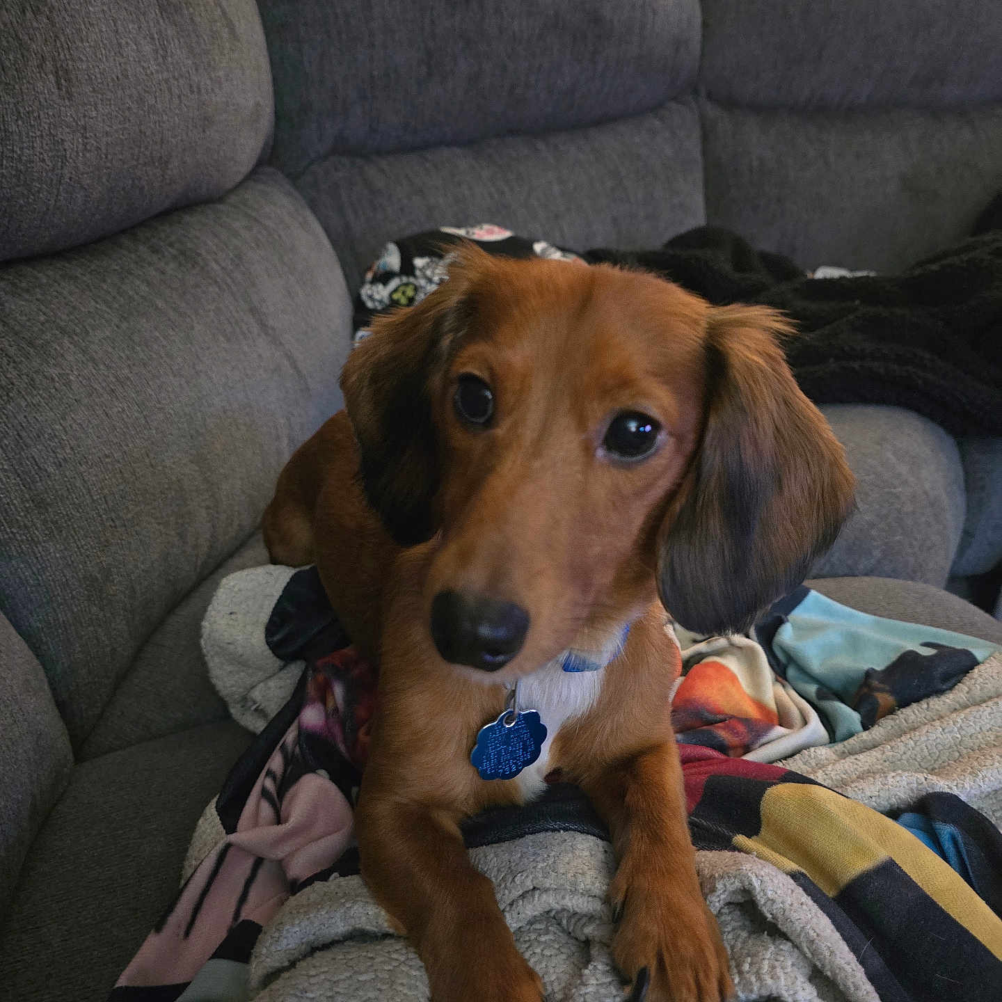 Chloe is registered to the contest to win money with this photo: animal, blanket, brown_dog, canine, collar, comfort, couch, cozy, dog, ears, fur, home, indoor, living_room, looking_at_camera, paw, pet, relaxed, soft_lighting, tag