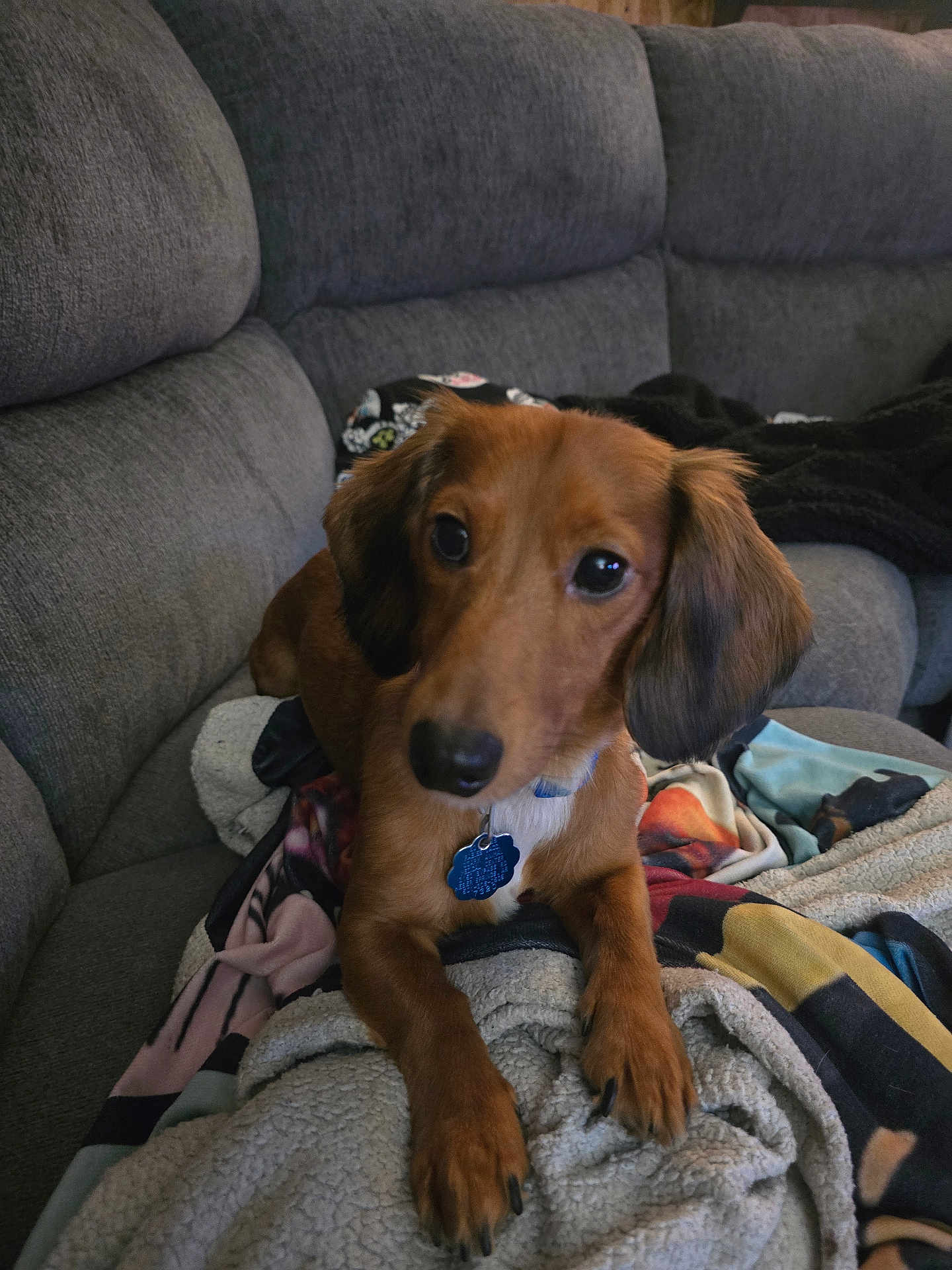 Chloe is registered to the contest to win money with this photo: dog, brown_dog, blanket, couch, indoor, pet, fur, animal, canine, collar, tag, paw, ears, comfort, relaxed, looking_at_camera, cozy, home, living_room, soft_lighting