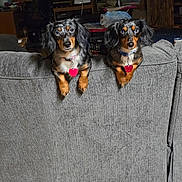 Molly is registered to the contest to win money with this photo: dog, dachshund, pet, indoor, couch, gray_couch, heart_tag, curious, two_dogs, living_room, furniture, wood_floor, collar, black_brown_tan, animal, cute, domestic_animal, ears, floor, paws