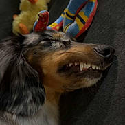 Ivy joined the competition — help win amazing prizes! dog, sleeping, teeth, plush_toy, colorful, blue, yellow, orange, blurred_background, close_up, pet, fur, snout, resting, indoors, soft_toy, animal, cute, face, relaxed