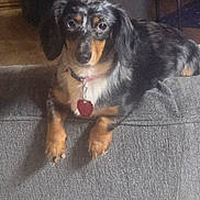 Blueberry is registered to the contest to win money with this photo: dachshund, dog, pet, indoor, couch, gray_couch, fur, collar, tag, black_and_tan, speckled, animal, canine, looking_at_camera, relaxed, paw, ears, domestic_animal, house, furniture
