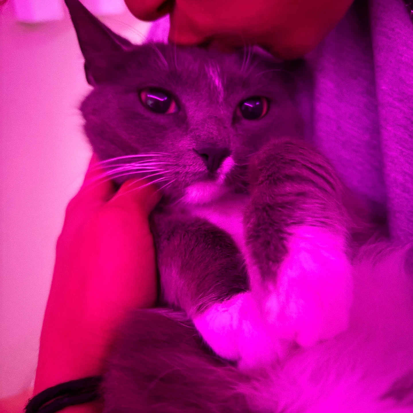 Mittens is registered to the contest to win money with this photo: cat, person, kiss, close_up, gray_cat, white_paws, affection, indoor, hand, glasses, face, pet, cozy, love, cute, feline, animal, portrait, warmth, pink_light