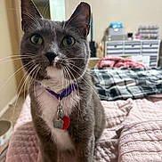 Mittens is registered to the contest to win money with this photo: cat, gray_cat, white_chest, purple_collar, pet, indoor, bedroom, quilt, blanket, furniture, curious, whiskers, close_up, domestic_animal, fur, animal, mammal, home, cute, companion
