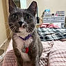 cat, gray_cat, white_chest, purple_collar, pet, indoor, bedroom, quilt, blanket, furniture, curious, whiskers, close_up, domestic_animal, fur, animal, mammal, home, cute, companion