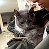 Mittens is registered to the contest to win money with this photo: cat, person, glasses, curly_hair, jacket, indoor, home, closeup, pet, animal, face, whiskers, fur, zipper, comfort, cuddle, portrait, wall_decor, tile_floor, relaxation