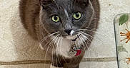 Mittens joined the competition — help win amazing prizes! cat, gray_cat, white_paws, green_eyes, collar, pet, indoor, floor_tiles, looking_up, whiskers, domestic_cat, feline, curious, cute, animal, mammal, household, companion, sitting, small_animal