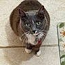 cat, gray_cat, white_paws, green_eyes, collar, pet, indoor, floor_tiles, looking_up, whiskers, domestic_cat, feline, curious, cute, animal, mammal, household, companion, sitting, small_animal