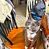 Mittens joined the competition — help win amazing prizes! cat, gray_cat, white_paws, green_eyes, collar, chair, wooden_chair, kitchen, indoor, household_items, clothes, box, curious, pet, feline, domestic_animal, floor_tile, table, casual, cozy