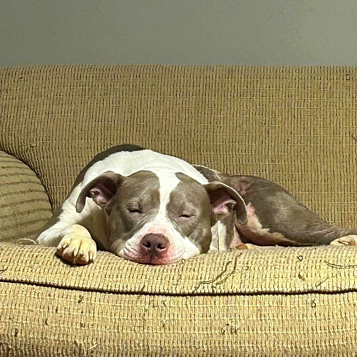 Roise joined the competition — help win amazing prizes! animal, architecture, building, bulldog, canine, couch, cushion, dog, furniture, homedecor, indoors, interiordesign, person, pet, pillow, pitbull, pointer, puppy, sleeping, snout